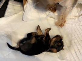 Mini GORGEOUS YORKSHIRE TERRIER GIRL &ndash; LOOKING FOR HER FOREVER HOME
