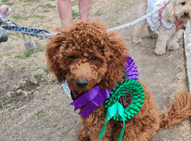 7 month old male red toy poodle