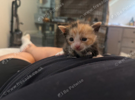 TINY PAWS, BIG PERSONALITIES!