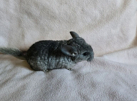 Chinchilla kit