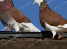 Pair of Rollers