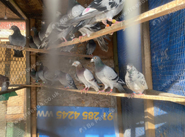 Stock birds Jansen strain