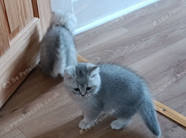 British Shorthair Shinshilla kitten