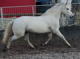 *** Smart REG Connemara Gelding***