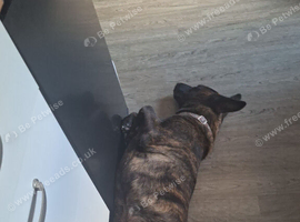 German shepherd cross dutch shepherd female