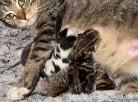 Bengal cross kittens