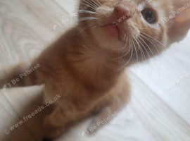 Bengal x Norwegian Forrest kittens