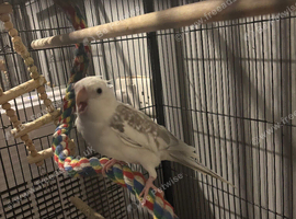 White and gray cockatiel