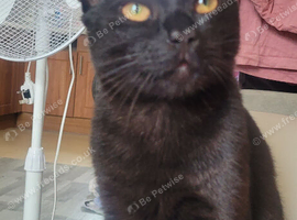 Panther