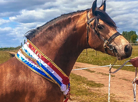 5 year old welsh d stallion