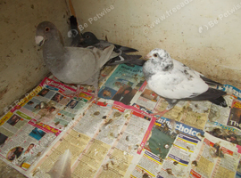 RACING PIGEONS FOR SALE.....