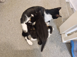3 kittens