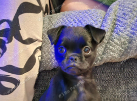 Dougie