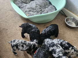 Puppies for sale
