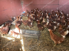 Point of lay Warren hens