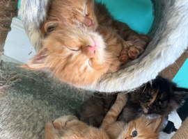 Beautiful Maine coon kittens