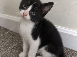 tuxedo girl kittens!
