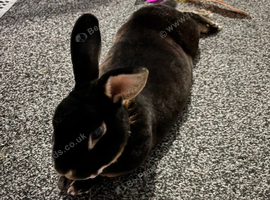 Cherry the house rabbit (mini Rex)