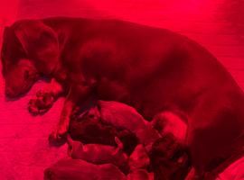 Dachshund puppies
