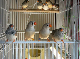 Cage for finches