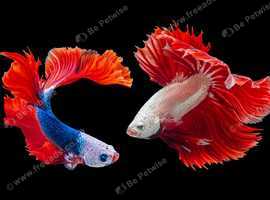 Tropical / marine fish wanted