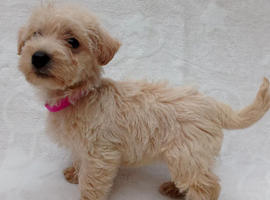 Westiepoo puppies