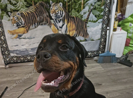 Rottweiler Bitch