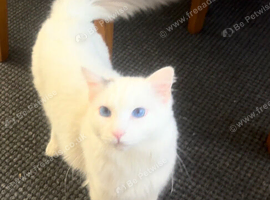 I have two cat for rehoming