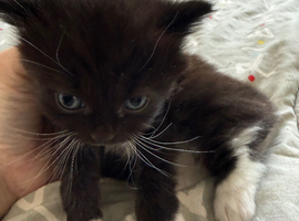 Black and white fluffy male Kitten, ready to leave