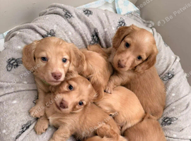 Beautiful Miniature puppies