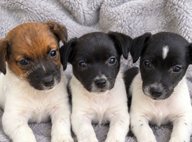 Miniature Jack Russell puppy&rsquo;s
