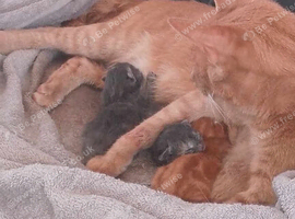 5 gorgeous kittens for sale