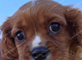 King Charles Cavalier puppy