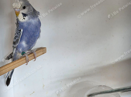 Pair violet helicopter budgies