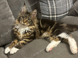 STUNNING TICA ACTIVE FEMALE