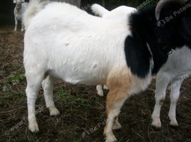 Boer Cross Billy Goat