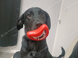 black Labrador 12 months old