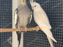 breeding pair