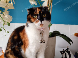 3 pairs kittens& cats spayed chipped