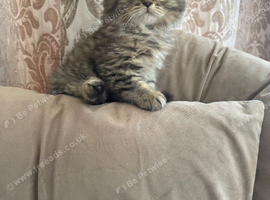 Chinchilla Persian kittens , doll face