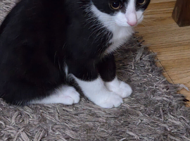 Adorable Black and White Kitten.
