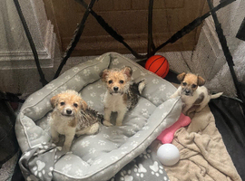 Miniature jack Russell puppies ready for there forever home