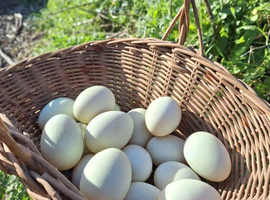 X6 Indian runner duck eggs mixed colour