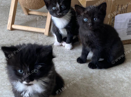 Kittens ready 2nd August 26