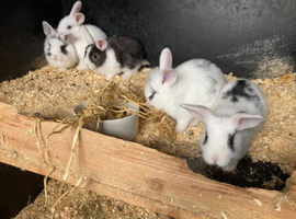 Lion lop rabbits
