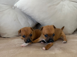 2 boy jack Russell pups