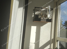 2026 goldfinch