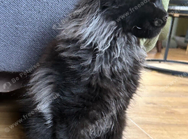 Beautiful Mainecoon kitten( Active)