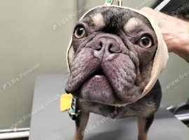 French bulldog