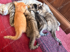 2 male kittens